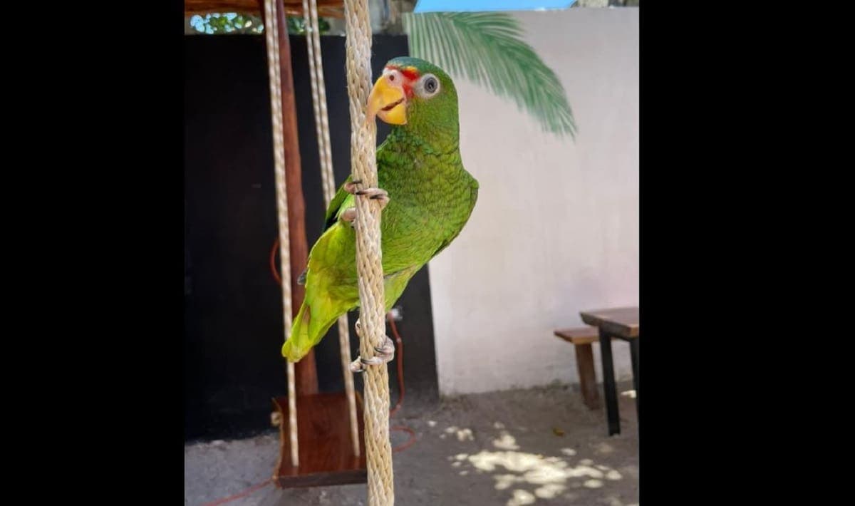 Ofrecen recompensa de 10 mil pesos por "Sky", loro desaparecido en Holbox