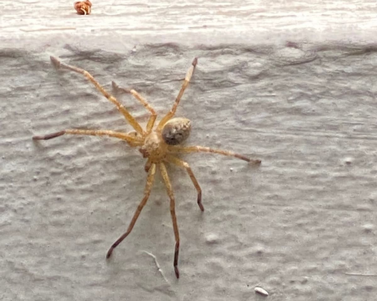 Lilly Téllez se asusta con una araña y pide que la ayuden a identificarla, desató ola de memes