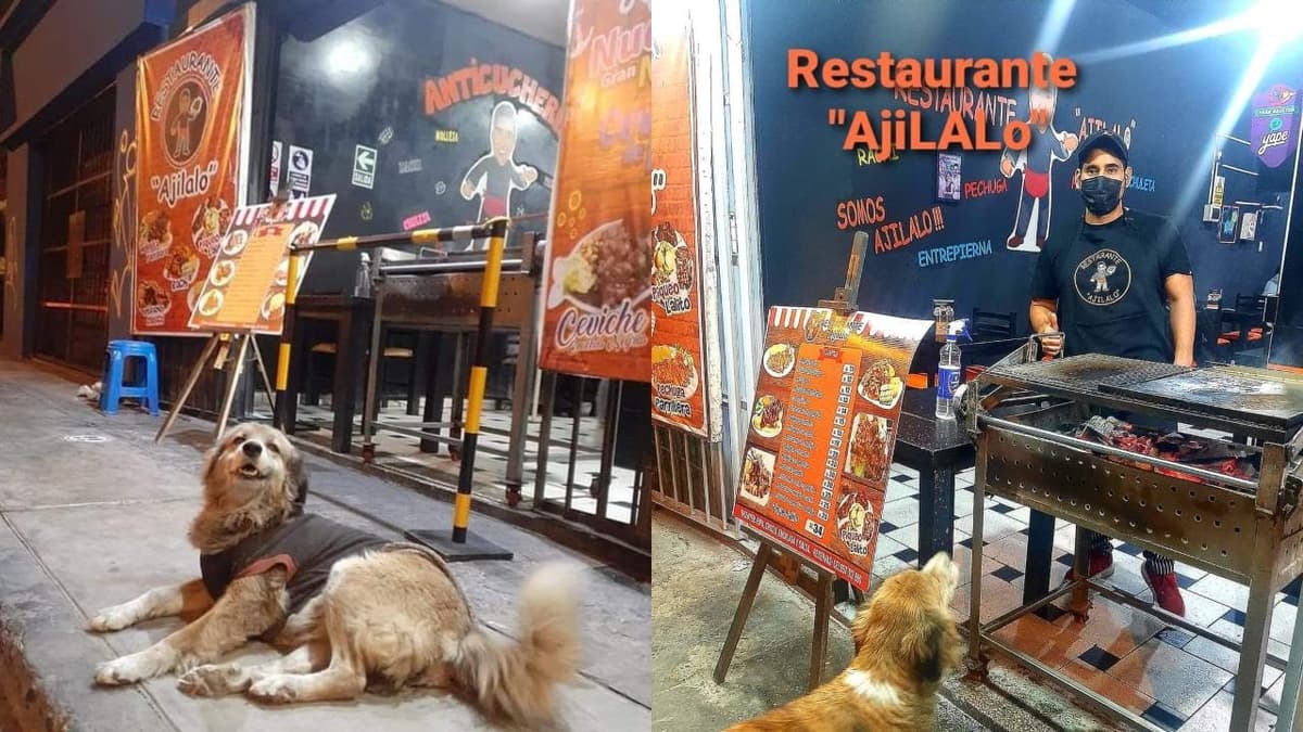 ¡Hermoso gesto! Dueño de taquería organiza banquete para perritos de la calle