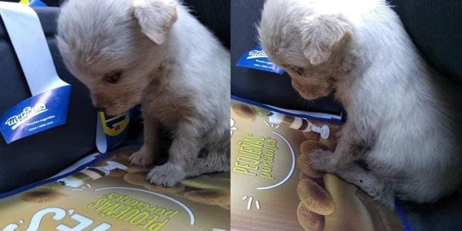 Perrita es rescatada de la basura y no quiere levantar la cara