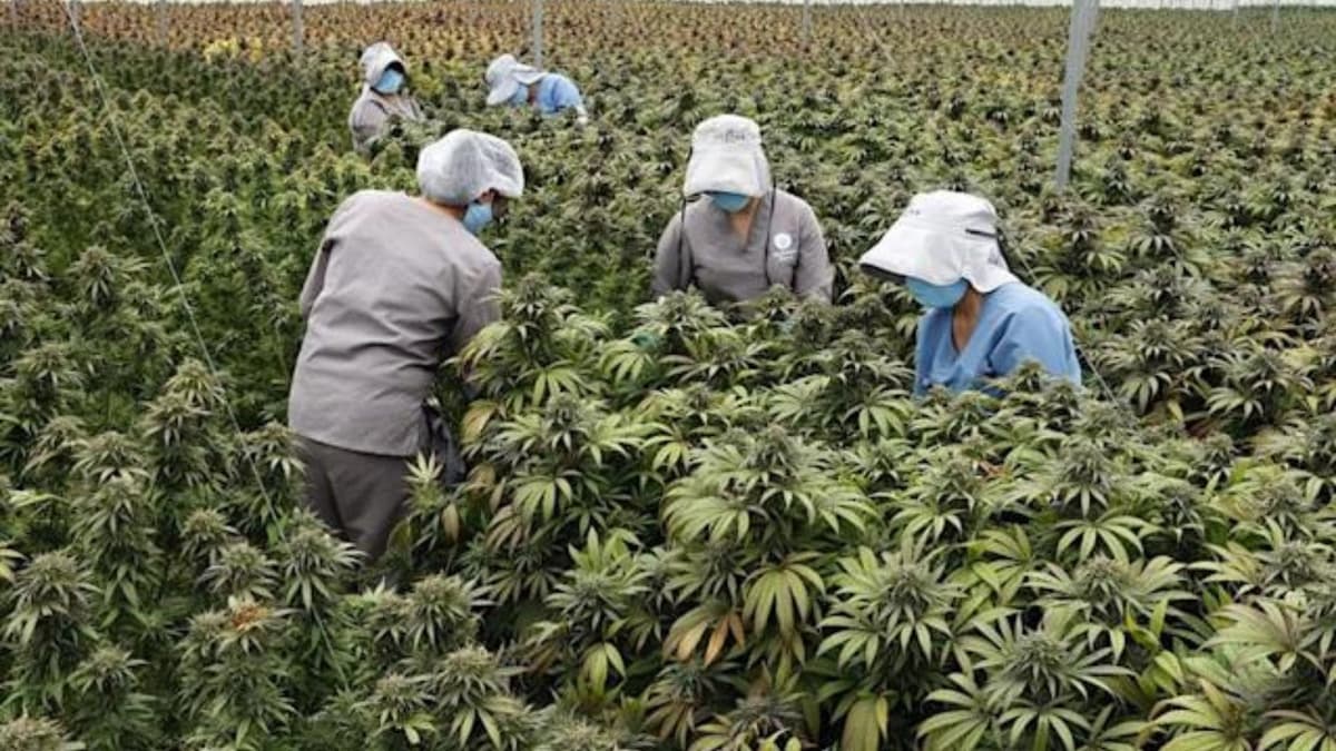 Colombia apunta al cannabis medicinal como un impulsor multimillonario de las exportaciones
