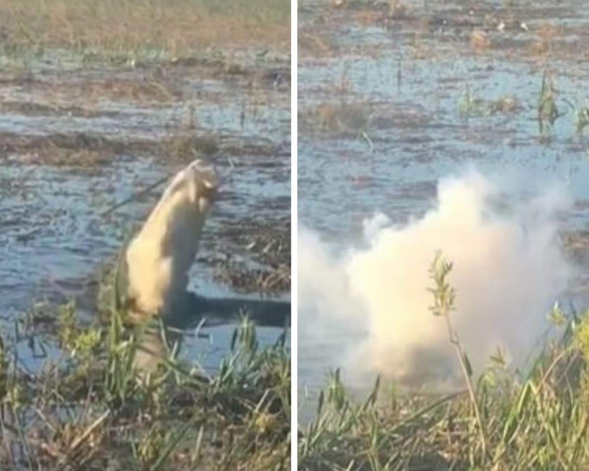 VIDEO VIRAL: Cocodrilo se devora un dron, empieza a toser humo