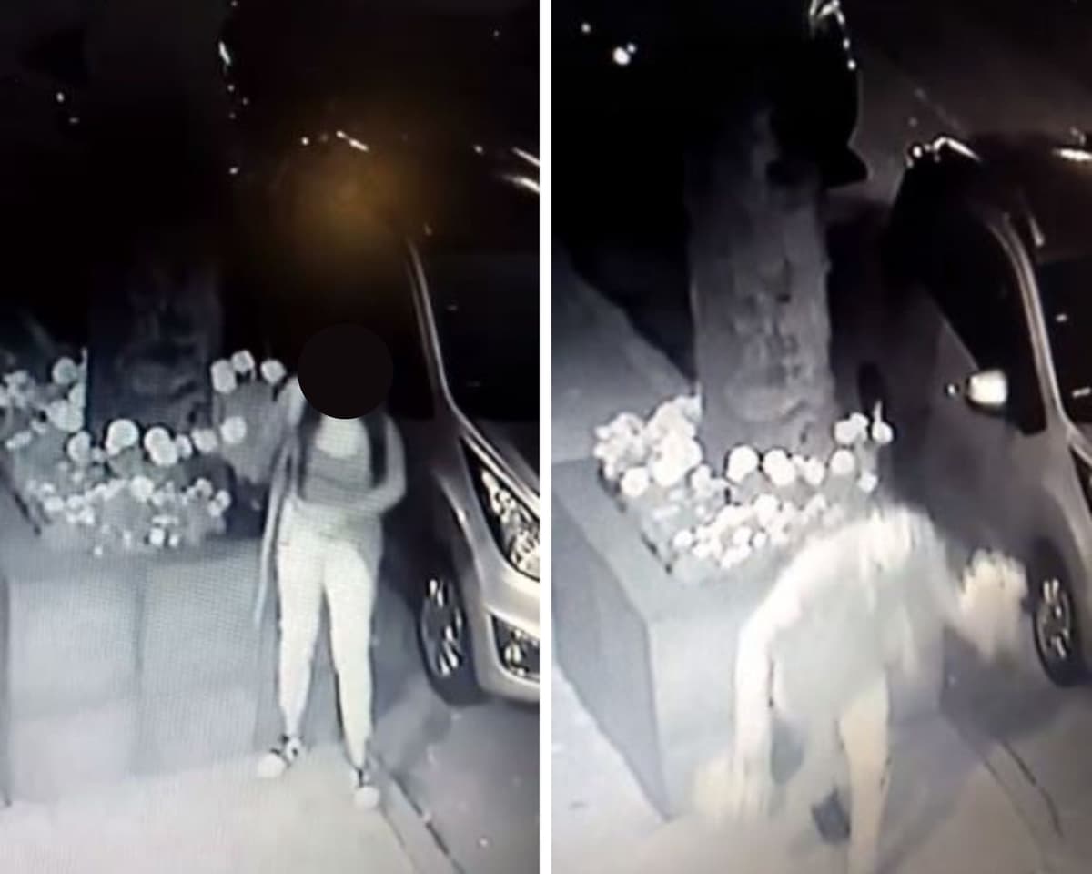 VIDEO: Capta tiktoker a vecinos robando sus flores de cempasúchil