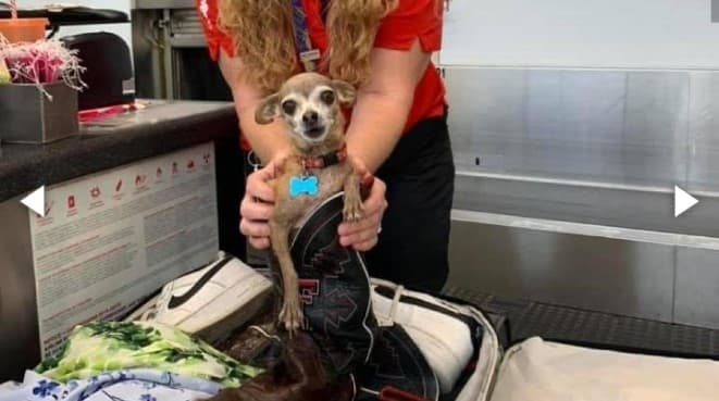 Pareja se va de viaje y en el aeropuerto descubren que su perrita se coló dentro de la maleta