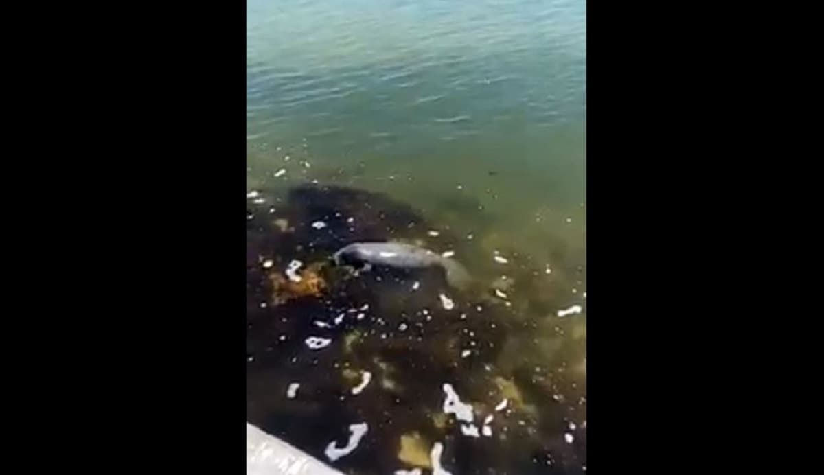 VIDEO: Avistan cría de manatí en la Bahía de Chetumal