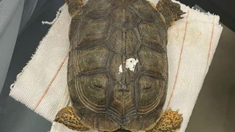 Detenido por llevar una tortuga dentro de su maleta en Yucatán