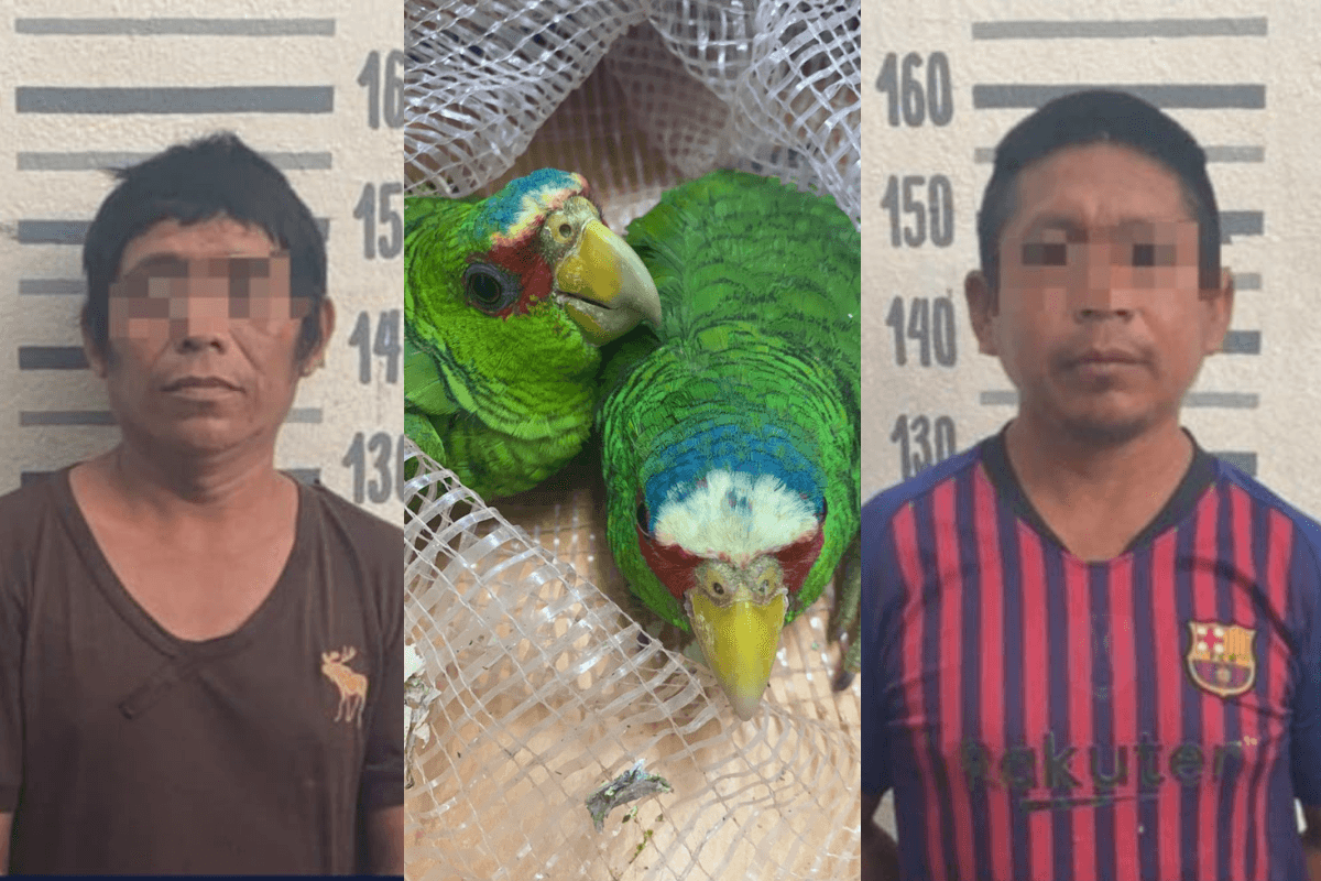 Detienen a Raúl y Rafael por posesión de aves protegidas en Playa del Carmen