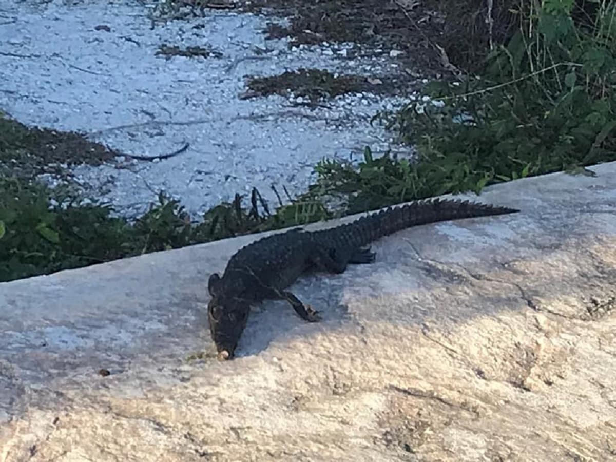 Ambientalista reporta cocodrilo muerto en Malecón Tajamar