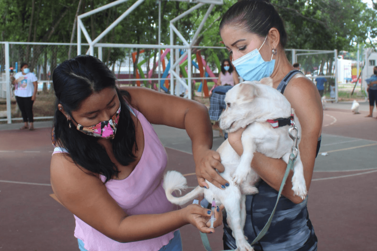 Gobierno de Solidaridad, acerca vacunación antirrábica a más de 500 mascotas