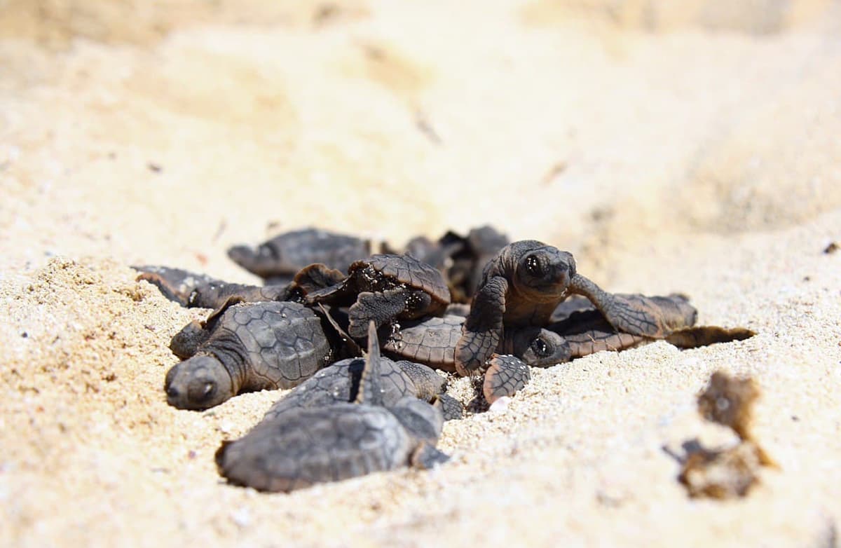 Nacen más de 125 mil tortuguitas en Puerto Morelos