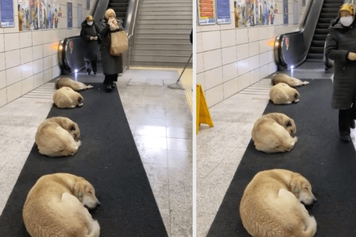 Video: Permiten a perritos callejeros dormir en las instalaciones del Metro en Turquía durante el invierno