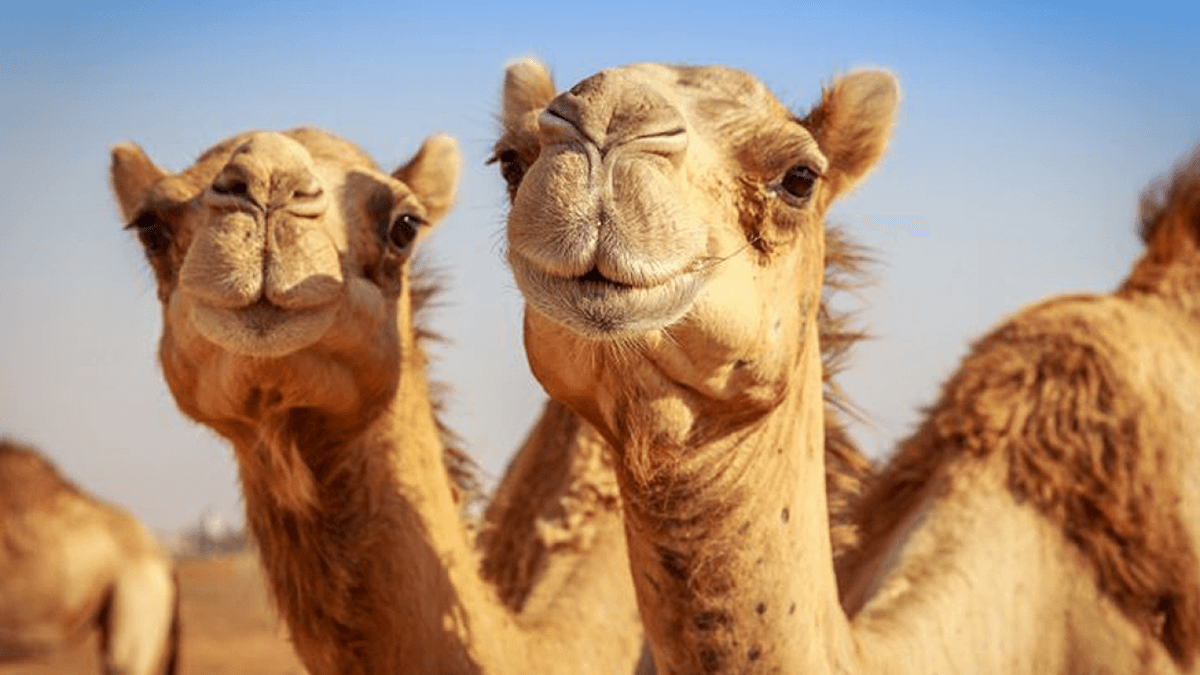 Camellos son expulsados de un concurso de belleza por inyecciones de bótox