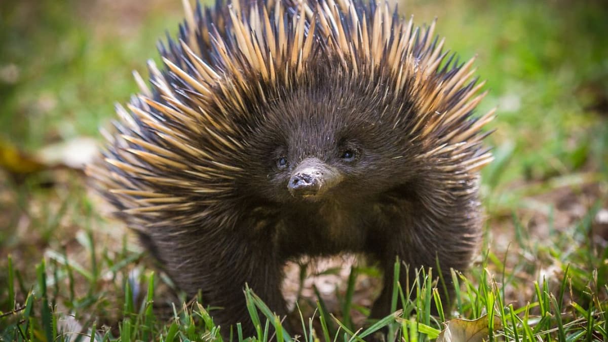 Video: Equidna provoca caos tras colarse en carrera de autos que iban a 300 km/h, casi lo atropellan