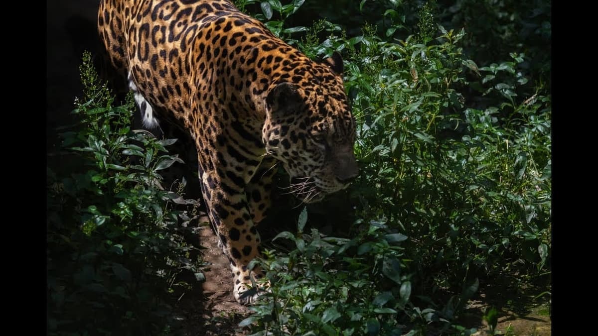 VIDEO: Turistas gritan y corren horrorizados al ser acechados por 2 jaguares en tour Xenotes de Xcaret
