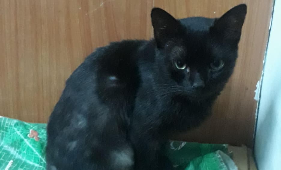 Un hombre saca de la casa a su novia por echar a la calle a su gato