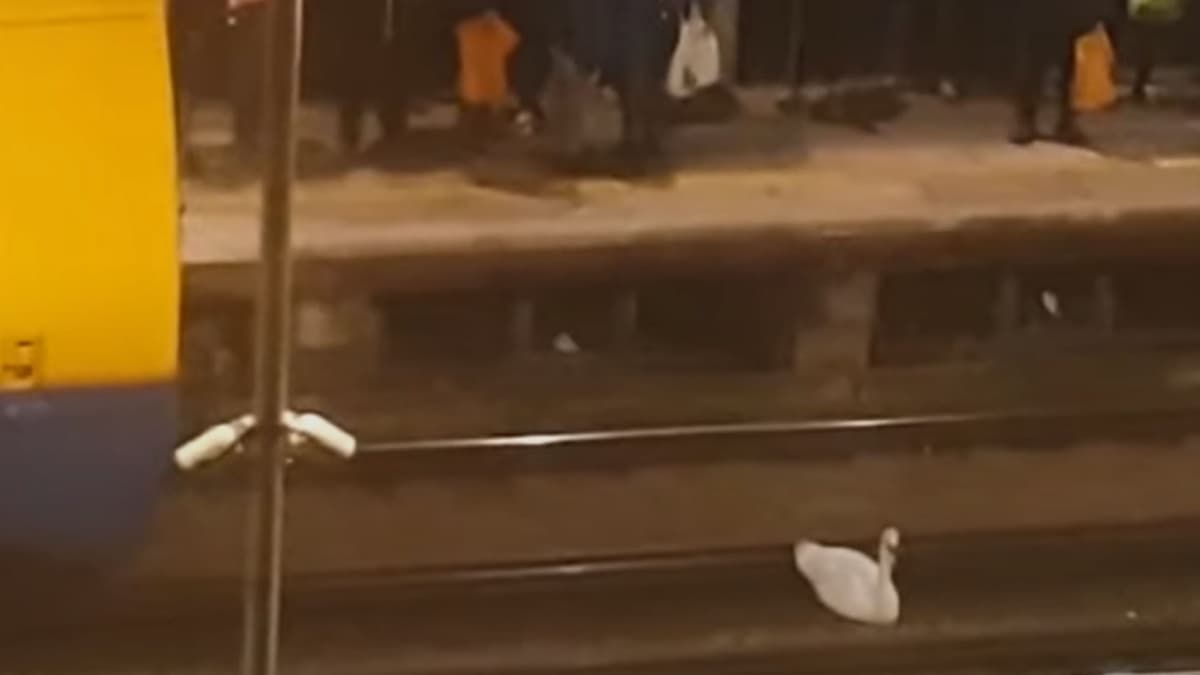 VIDEO: Cisne aparece en las vías de tren en Londres y paraliza el servicio 2 horas