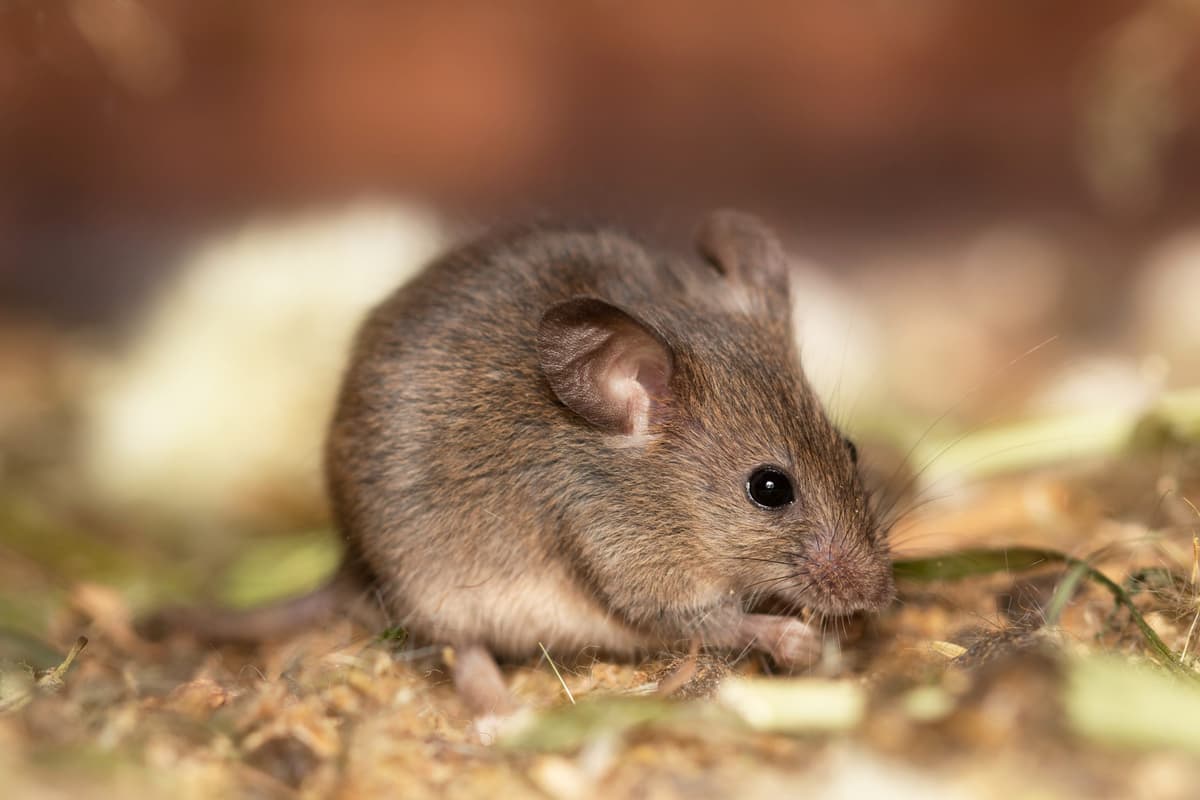 Variante Ómicron podría haberse originado en ratones