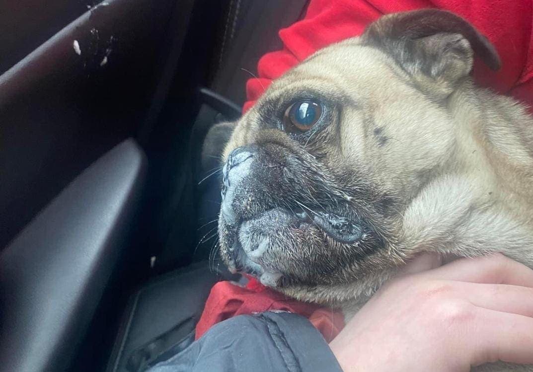 Sujeto ha envenenado a más de 20 mascotas con peligrosa sustancia en Nuevo León