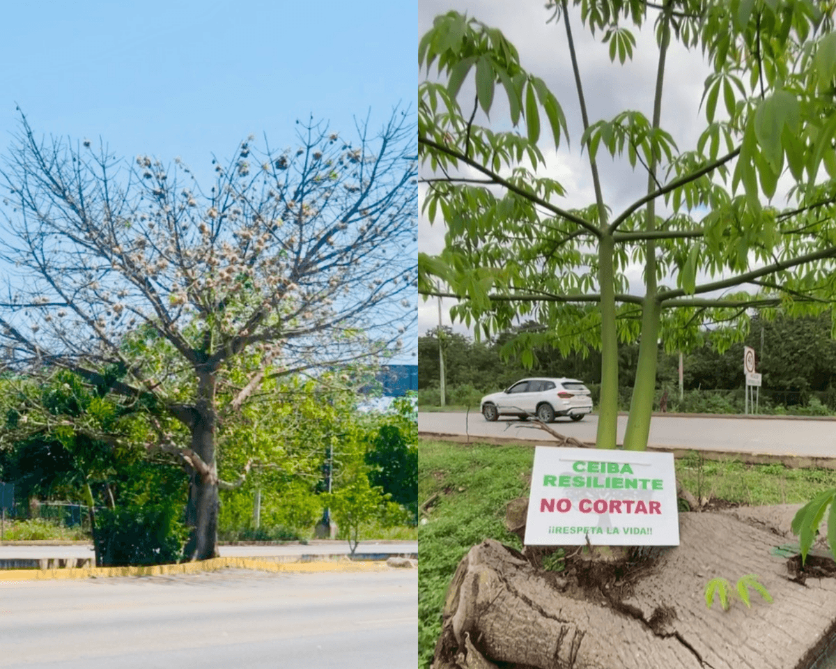 VIDEO: El Tren Maya no pudo con esta Ceiba talada en Playa del Carmen y volvió a nacer