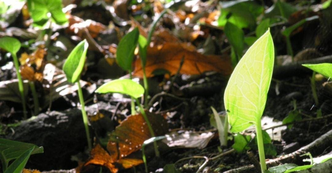 Video: Está en marcha la sexta extinción masiva en el planeta, alertan expertos