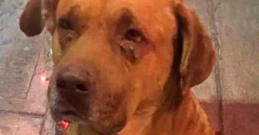 Investigan muerte de perrito en SLP; vecinos dicen que fue asesinato