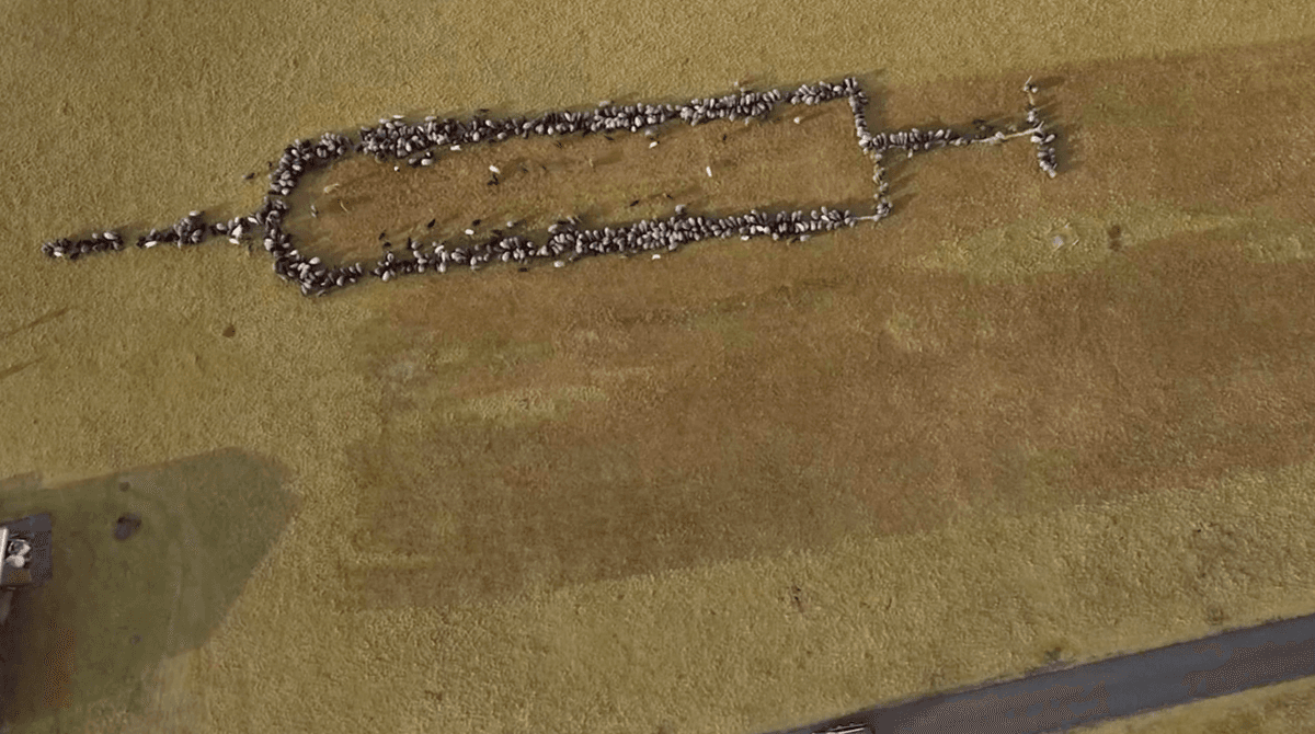 Realizan jeringa gigante de ovejas para promover la vacunación Vs Covid-19