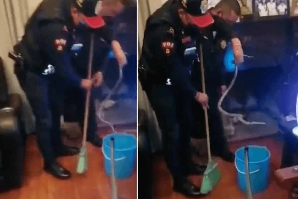 Encuentran una víbora en el interior de una casa en CDMX
