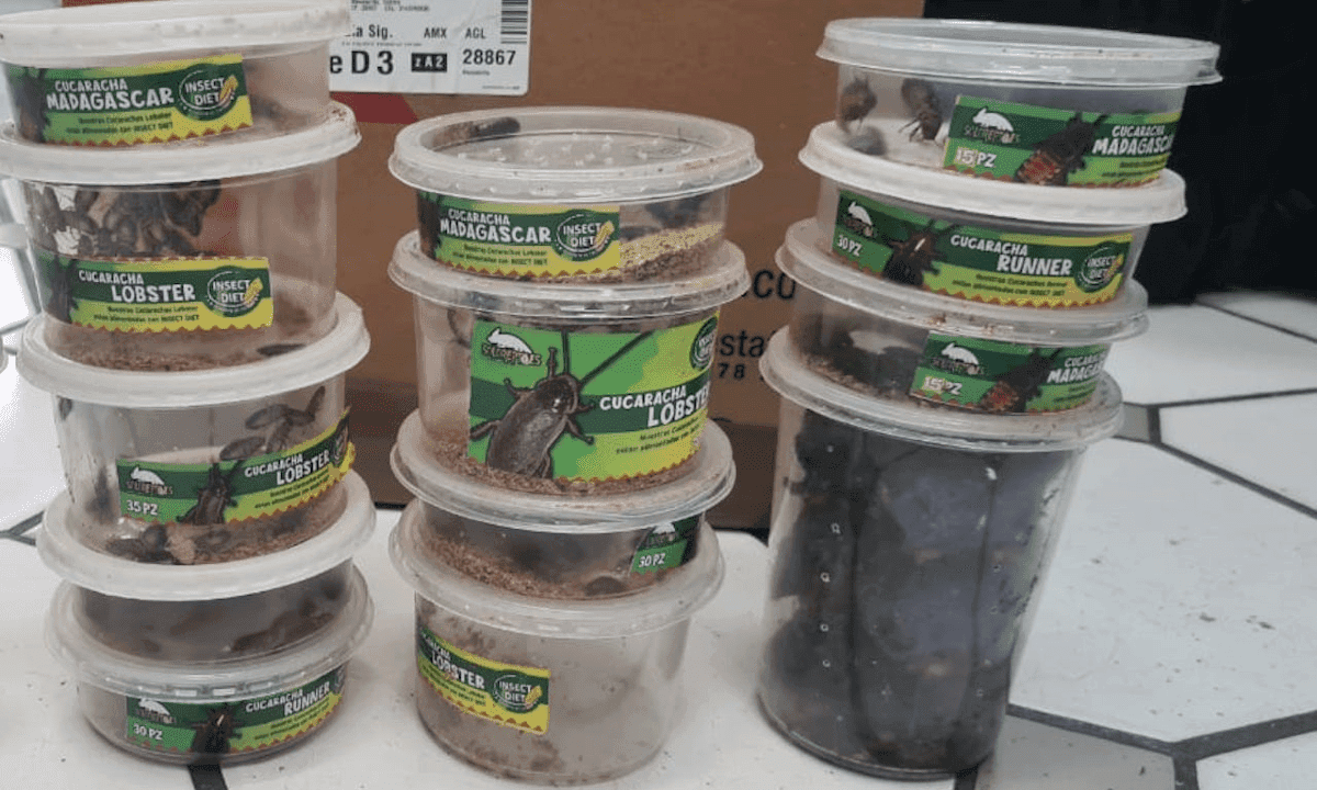 Alerta la Guardia Nacional que crimen organizado ahora trafica... ¡CUCARACHAS!