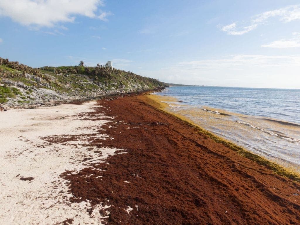 Capacitará Solidaridad a personal de hoteles en manejo de sargazo
