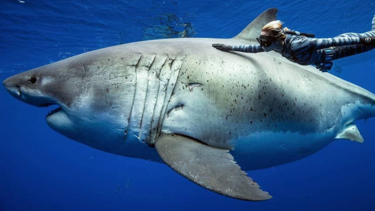 TikToker graba video con un tiburón para explicar cómo evitar su ataque