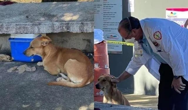 Conmueve perro que permaneció con su amo fallecido en banca