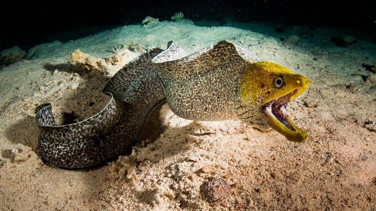 Peces morena atacan a 165 turistas en playas de Nayarit