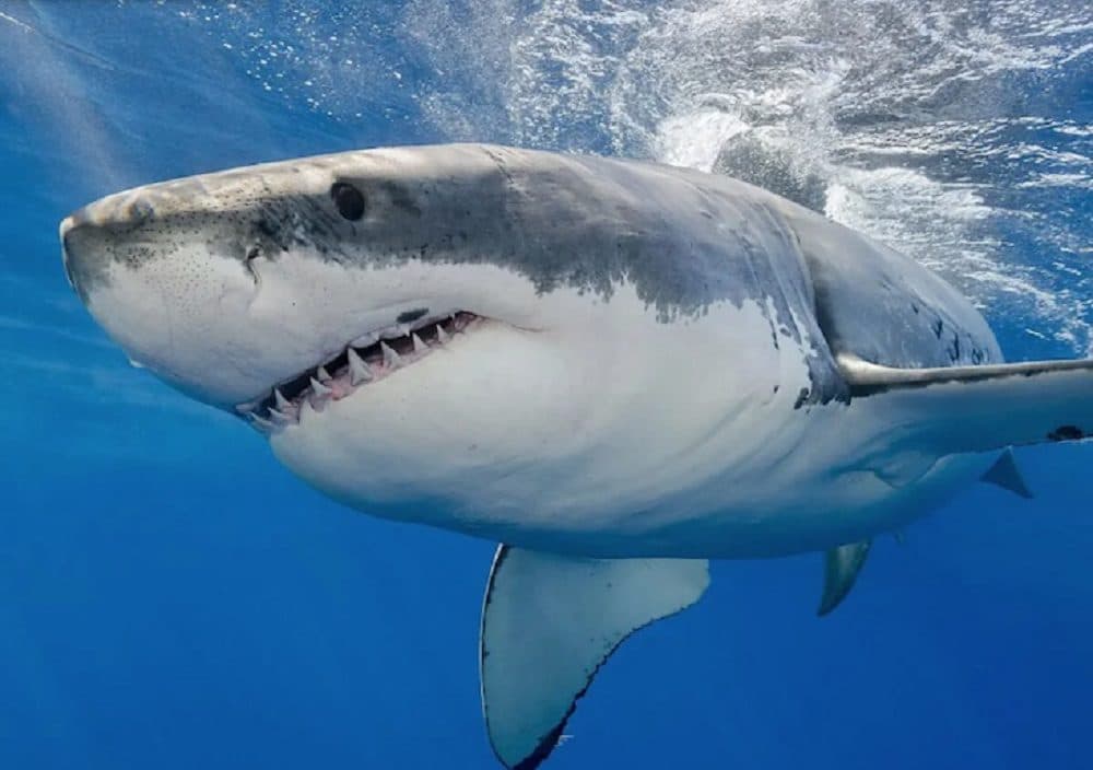 Sonora: Capturan enorme tiburón, sospechoso de atacar a un pescador