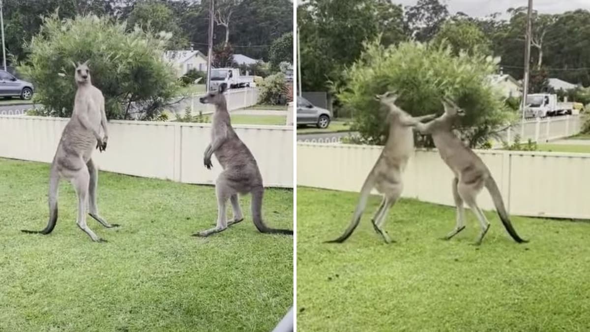 VIDEO: Captan a dos canguros peleando en el patio de una casa por más de un minuto