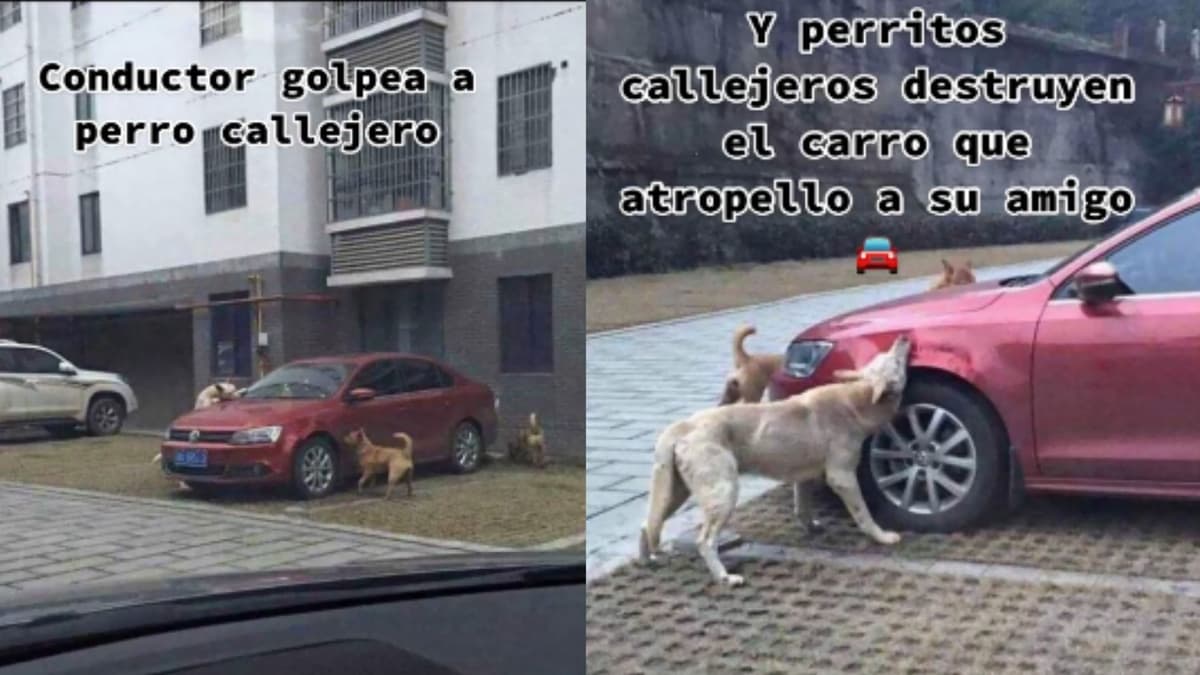 Video: Conductor golpea a perrito y canes muerden su auto