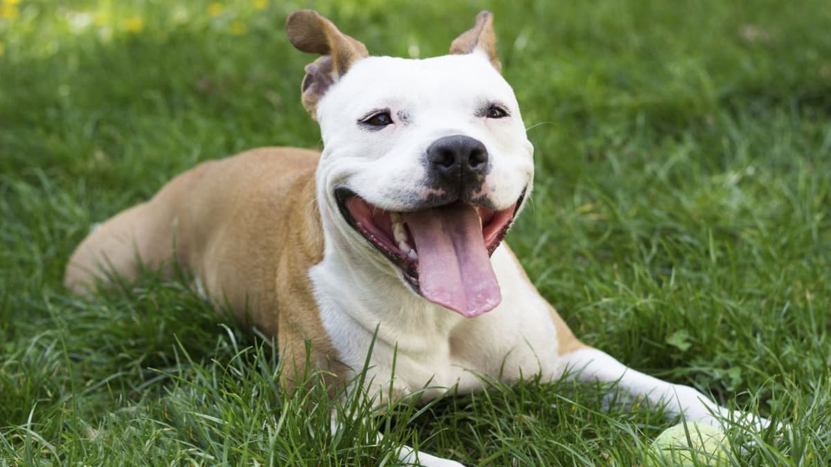 "Es mi hija": Mujer con cáncer terminal busca dueño para su perrita