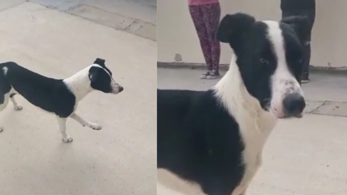 Video: Perro callejero se infiltra en gimnasio y trata de seguir rutina de ejercicios