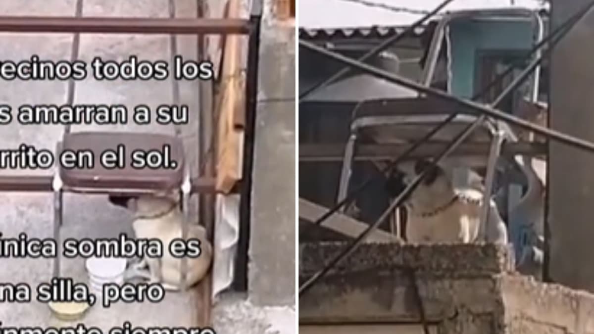 VIDEO: Denuncian abusos contra perrito en la CDMX, lo tienen todo el día al sol y solo le dan agua