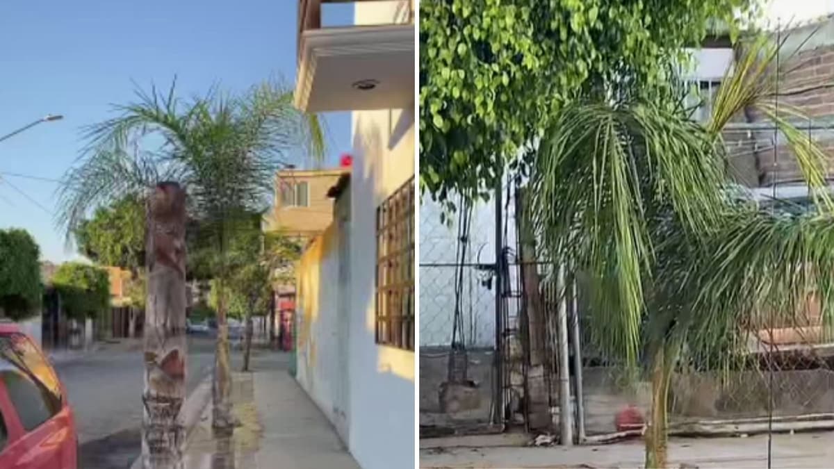 Amanece sin la mitad de la palmera de su casa, la encuentra sembrada en la del vecino