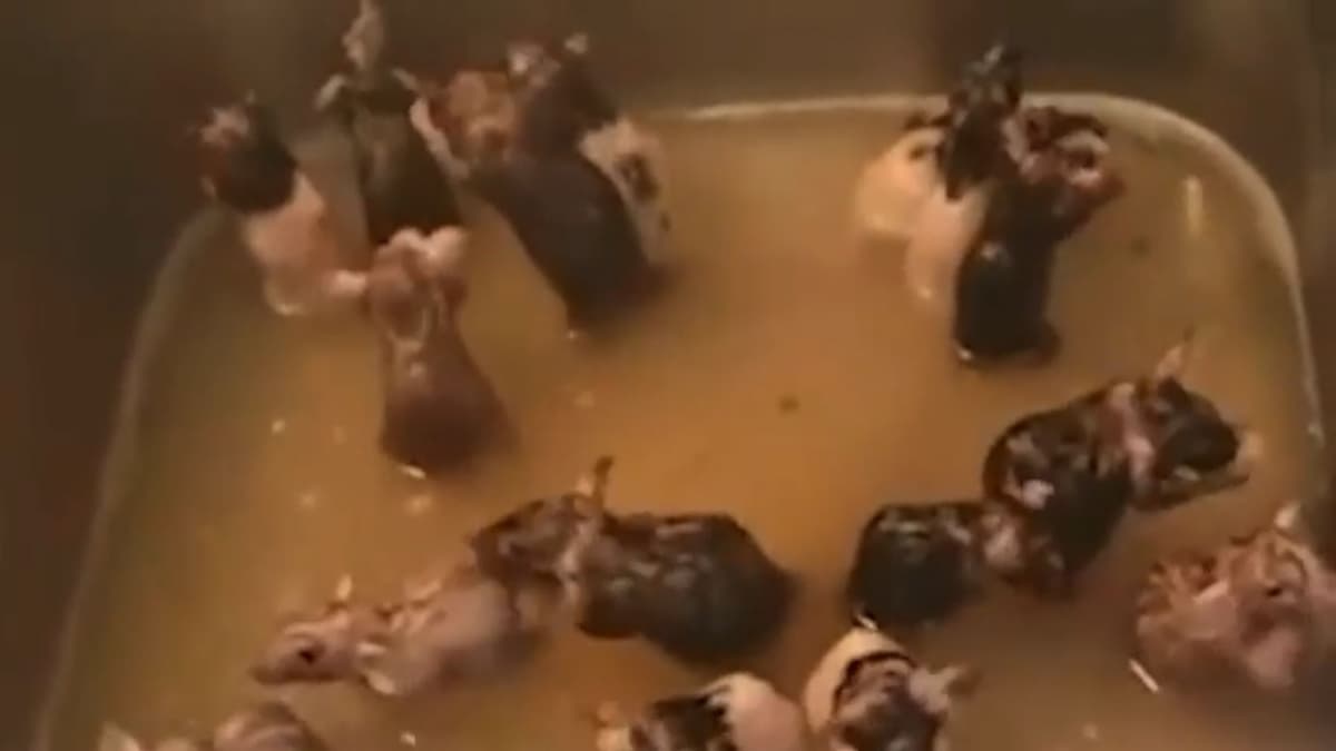 VIDEO: Mujer cría 50 ratas como mascotas y hasta las baña en su cocina