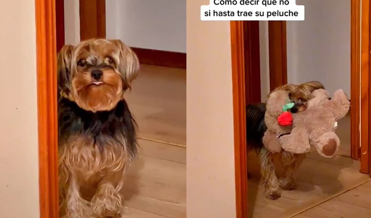 Video: Perrito lleva peluche al cuarto de su dueña para convencerla de dormir con ella