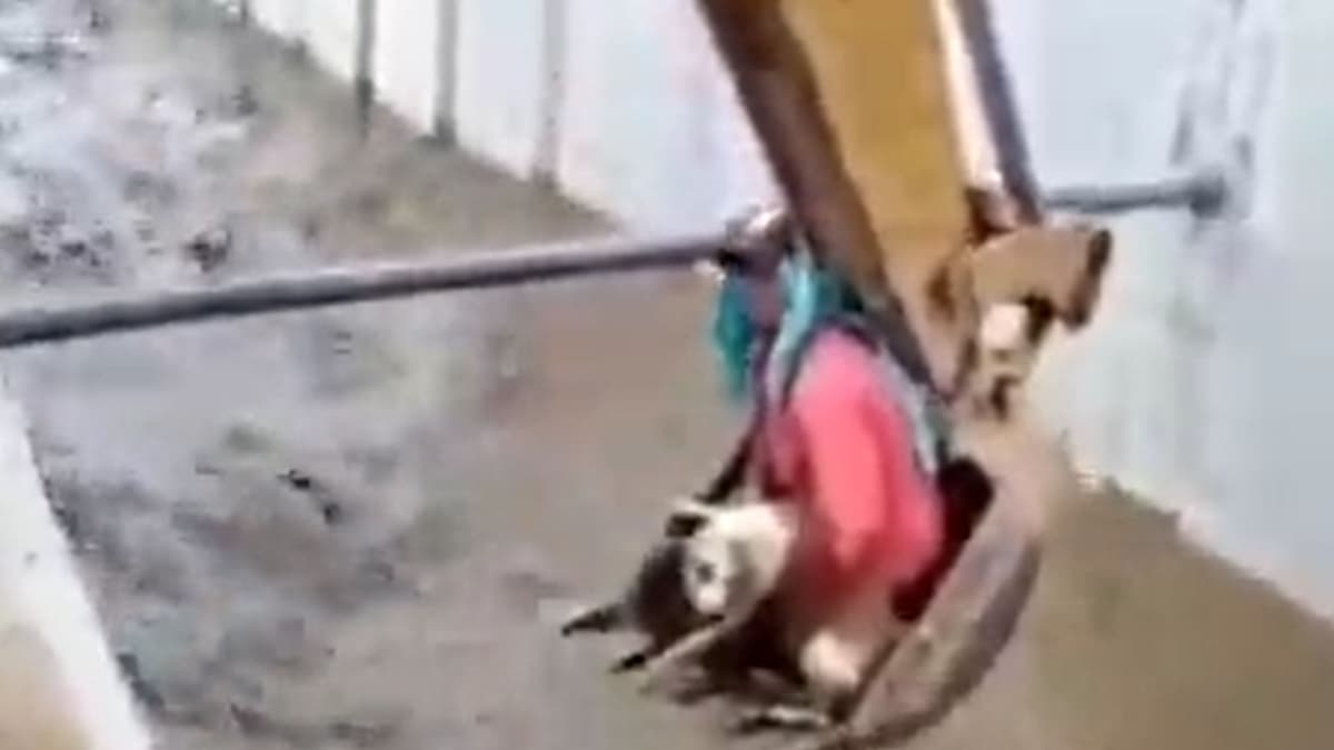 VIDEO: Obrero en retroexcavadora rescata a perrito que estaba por ahogarse en un canal de agua