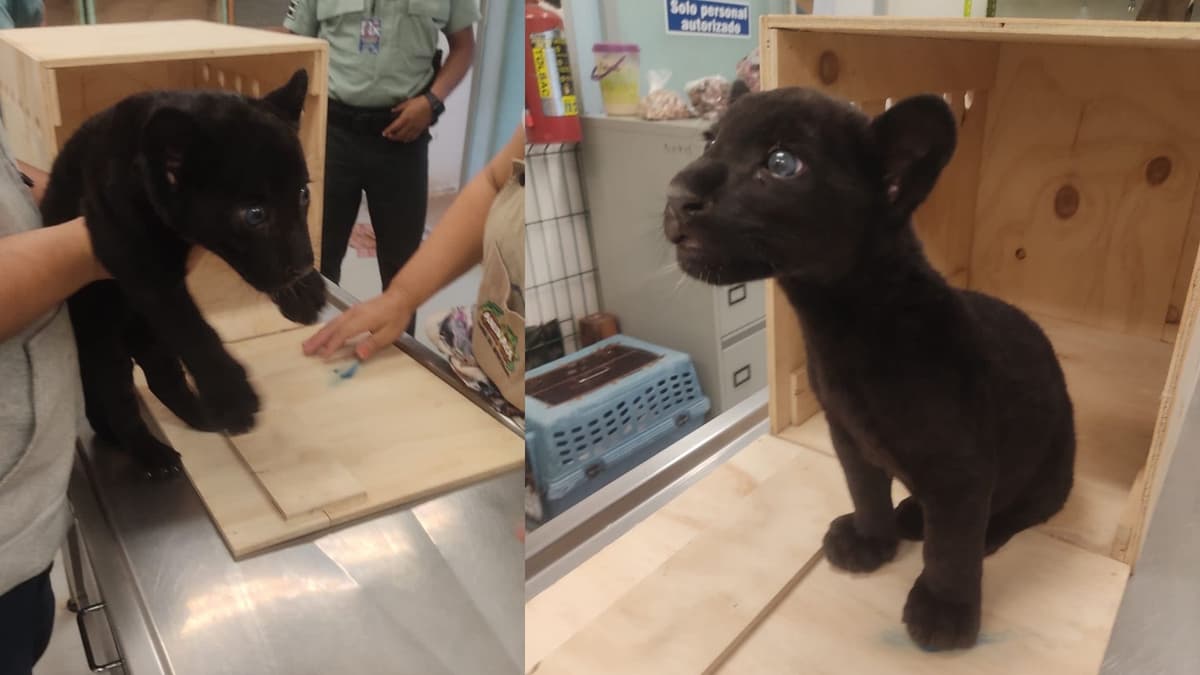 Profepa resguarda a jaguar bebé que encontraron en el aeropuerto de Mérida