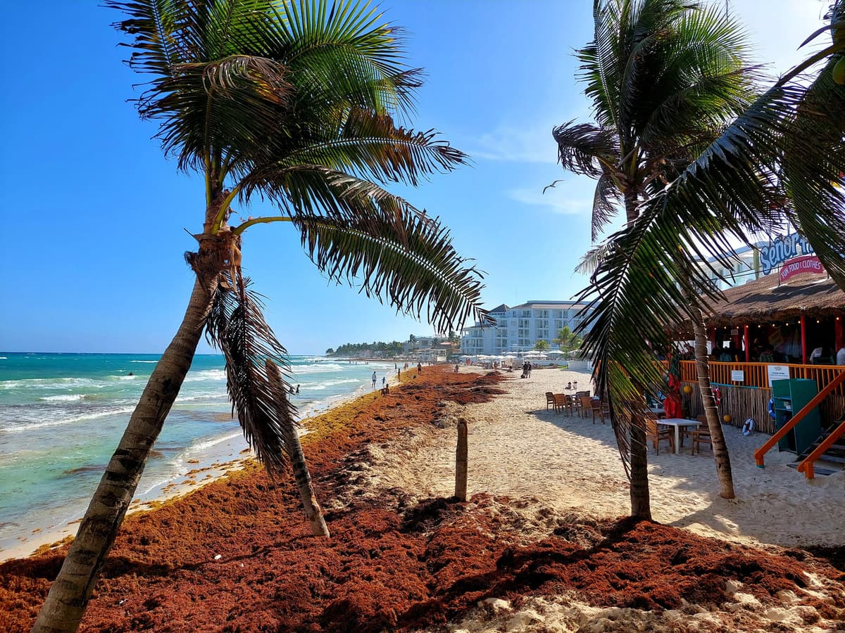 Anticipan recale excesivo de sargazo desde Xcalak hasta Cancún para los próximos días