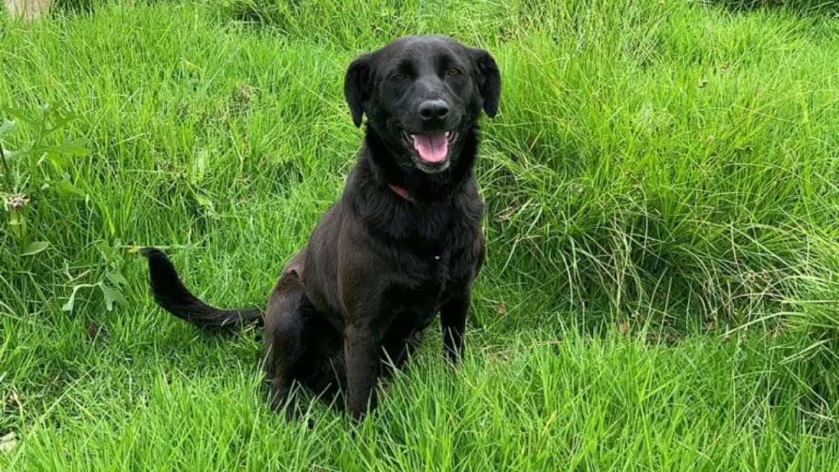 CDMX: Juez ordena desalojar refugio de perritos para construir departamentos