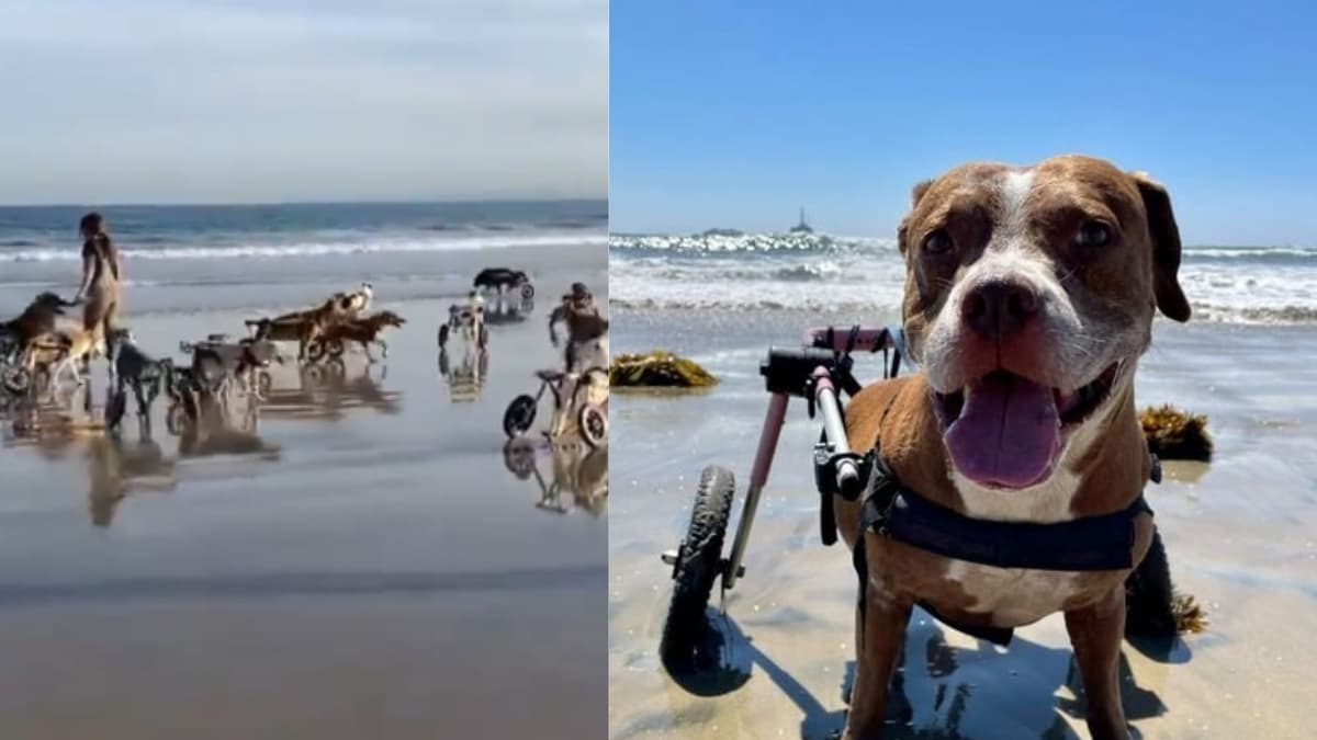 Video: Con sillas de ruedas especiales perritos con discapacidad disfrutan del mar