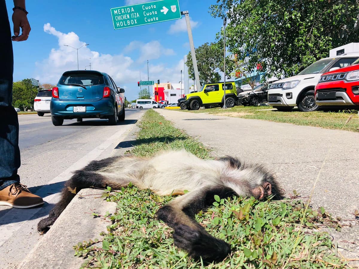 Atropellan a mono araña sobre la Suzuki de Playa del Carmen, no sobrevivió