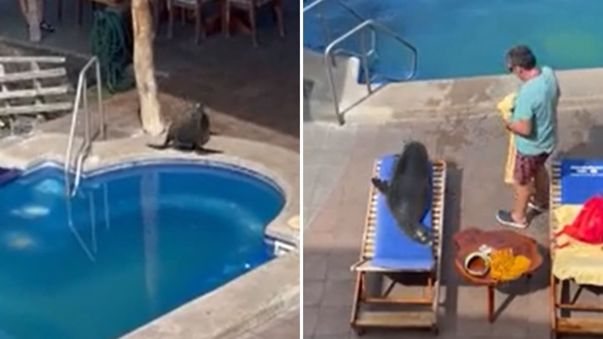 VIDEO: Foca saca a un hombre de su silla para ella tomar sol