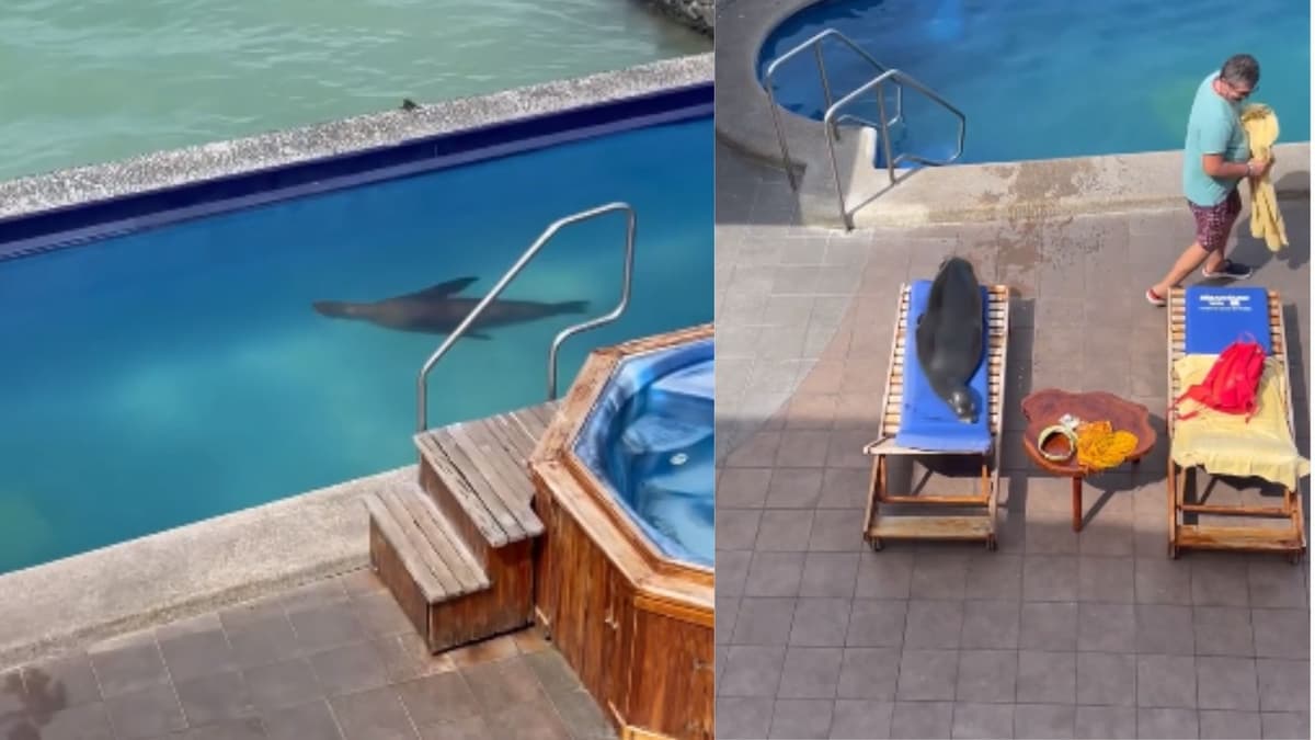 Video: Captan a león marino nadando en alberca de un hotel y tomando el sol en una silla