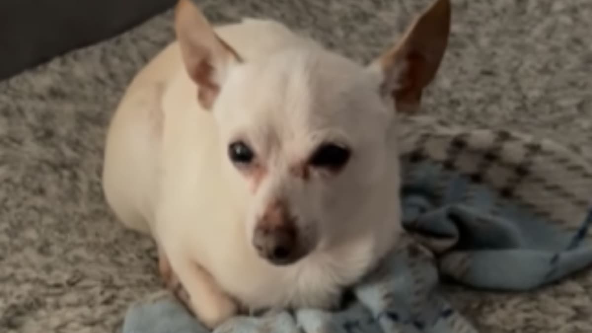 Él es Toby Keith, el perrito vivo más longevo del mundo